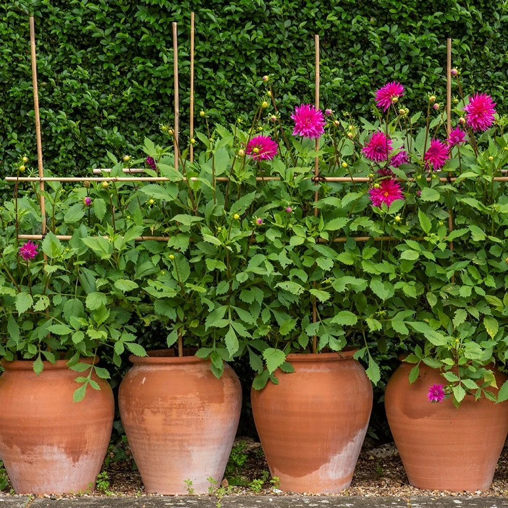 Terracotta Tulip Pot 7 Terracotta Tulip Pot - Image 5