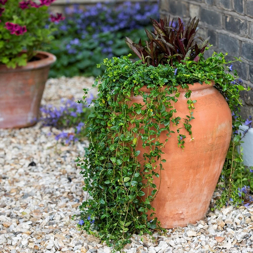 Terracotta Tulip Pot 8 Terracotta Tulip Pot - Image 6