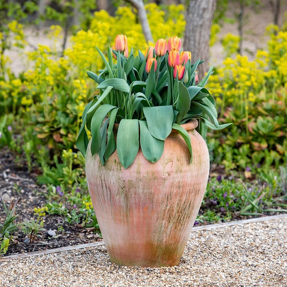 Terracotta Tulip Pot 9 Terracotta Tulip Pot - Image 7