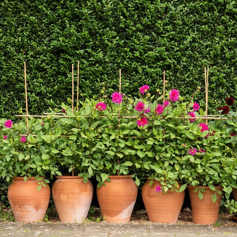 Terracotta Tulip Pot 10 Terracotta Tulip Pot - Image 8