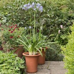 Terracotta Flared Rim Pot 13 Terracotta Flared Rim Pot -Herbalife Shop pr2000017350 card3 lg