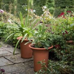 Terracotta Flared Rim Pot 15 Terracotta Flared Rim Pot -Herbalife Shop pr2000017350 card5 lg