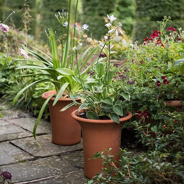 Terracotta Flared Rim Pot 7 Terracotta Flared Rim Pot - Image 5