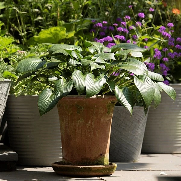 Terracotta Flared Rim Pot 8 Terracotta Flared Rim Pot - Image 6