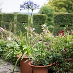 Terracotta Flared Rim Pot 17 Terracotta Flared Rim Pot -Herbalife Shop pr2000017350 card7 lg