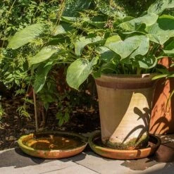 Terracotta Saucer -Herbalife Shop pr2000022770 card4 lg