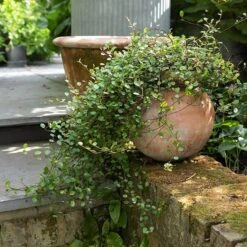 Terracotta Babylon Hanging Pot -Herbalife Shop pr2000023695 card8 lg