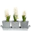 Galvanised Pots - Set Of 3 With Tray -Herbalife Shop pr2000026339
