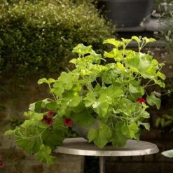 Sphere Plant Bowl -Herbalife Shop pr2000031495 card5 lg