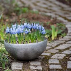 Sphere Plant Bowl -Herbalife Shop pr2000031495 card7 lg