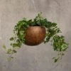 Hanging Gourd Bowl - Dark Rust -Herbalife Shop pr2000033961