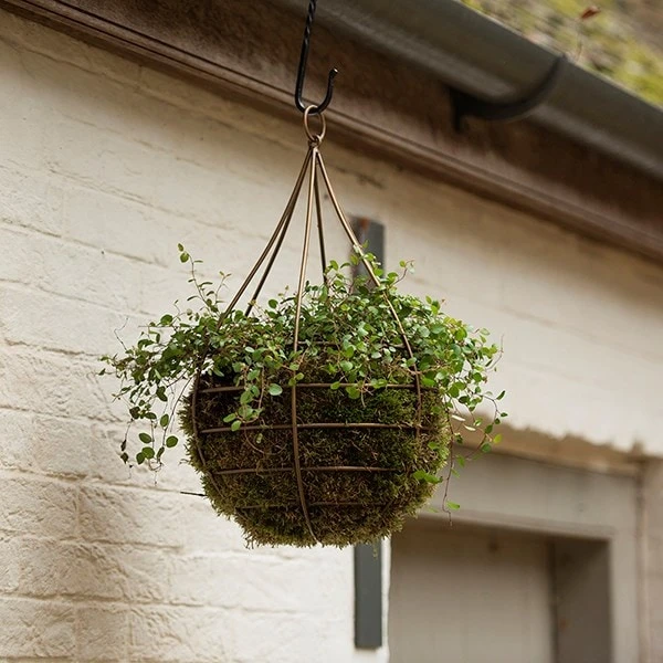 Hanging Tear Drop Basket - Wide 4 Hanging Tear Drop Basket - Wide - Image 2