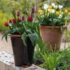 Glazed Terracotta Pot - Black -Herbalife Shop pr2000034127 card2 lg