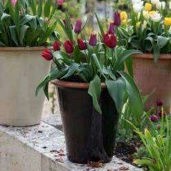 Glazed Terracotta Pot - Black -Herbalife Shop pr2000034127 card7 lg