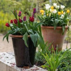 Glazed Terracotta Pot - Black -Herbalife Shop pr2000034127 card9 lg