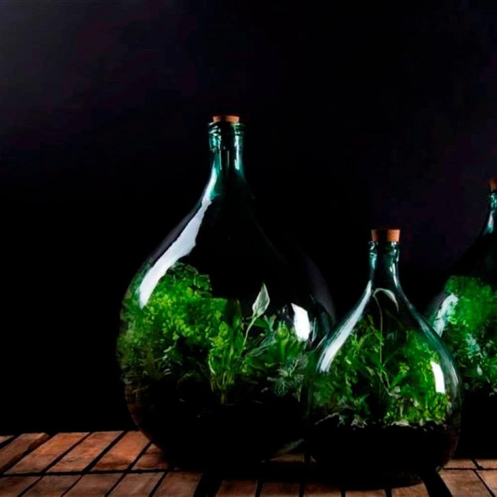 Plant Terrarium Bottle 5 Litre Set 5 Plant Terrarium Bottle 5 Litre Set - Image 3