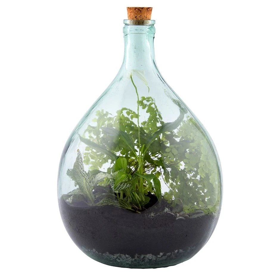 Plant Terrarium Bottle 15 Litre Set 3 Plant Terrarium Bottle 15 Litre Set