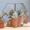 Pentagon Terrarium With Tray Base 2 Pentagon Terrarium With Tray Base -Herbalife Shop pr2000037499