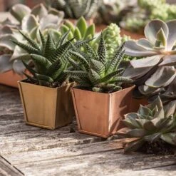 Brass Pots - Set Of 6 -Herbalife Shop pr2000037511 card4 lg