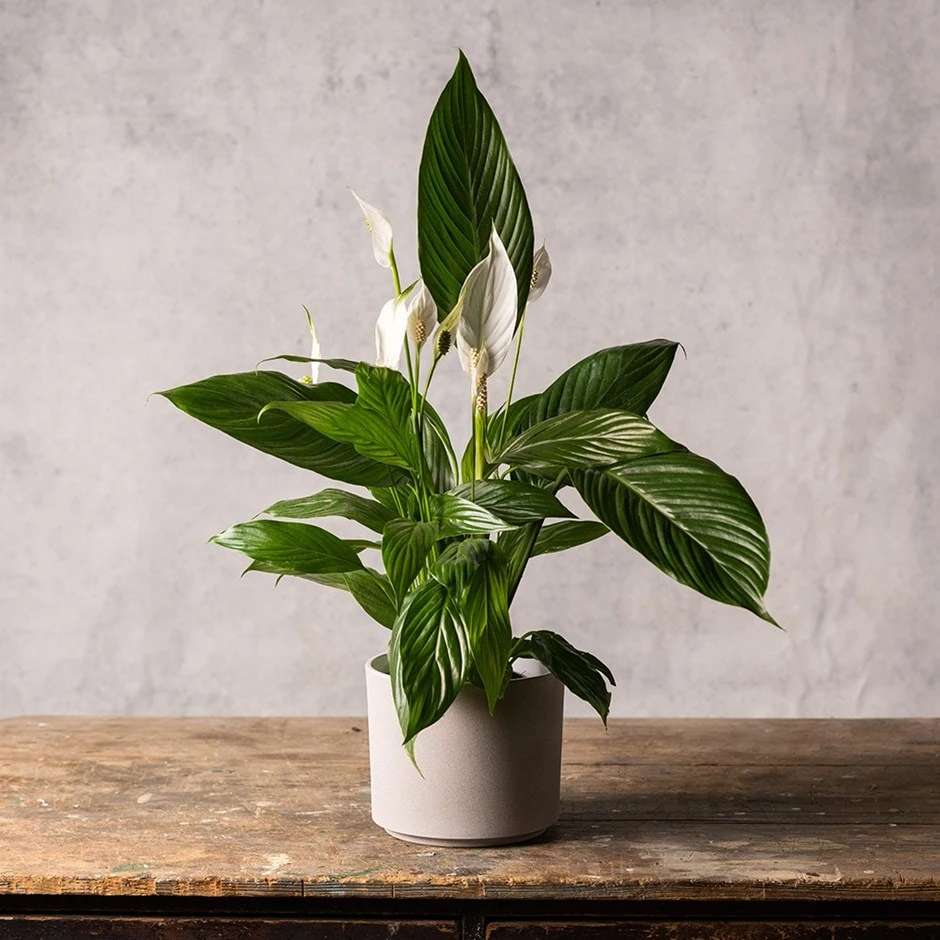 Cement Style Plant Pot - Light Grey 3 Cement Style Plant Pot - Light Grey