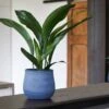 Handthrown Terracotta Plant Pot - Blue -Herbalife Shop pr2000043091