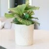 Stoneware Palm Plant Pot - Ivory 2 Stoneware Palm Plant Pot - Ivory -Herbalife Shop pr2000044478