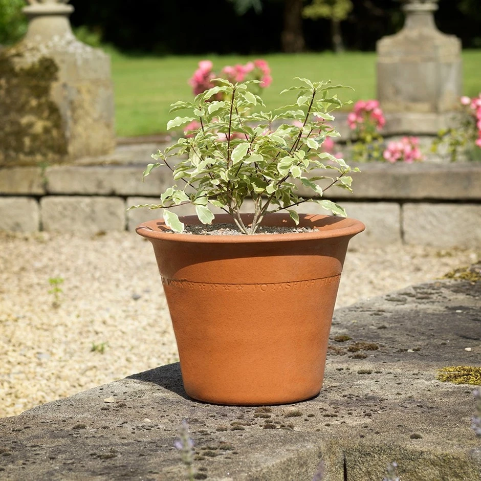Terracotta Rimmed Pot Small 3 Terracotta Rimmed Pot Small
