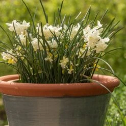 Grey Kitchen Planter 12 Grey Kitchen Planter -Herbalife Shop pr2000044988 card3 lg