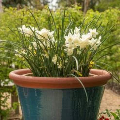 Dark Teal Kitchen Planter -Herbalife Shop pr2000044992 card3 lg