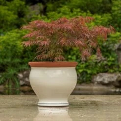 Ivory Bellied Planter -Herbalife Shop pr2000045026 card5 lg