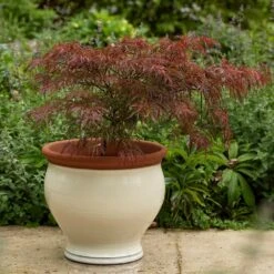 Ivory Bellied Planter -Herbalife Shop pr2000045026 card6 lg