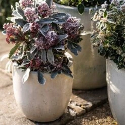 Glazed Ceramic Pot - White -Herbalife Shop pr2000046300 card5 lg