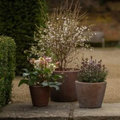 Tapered Terracotta Pot - Sandblasted -Herbalife Shop pr2000046314 card4 lg