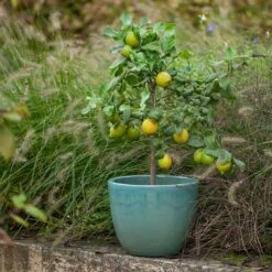 Glazed Terracotta Pot - Reef Blue 9 Glazed Terracotta Pot - Reef Blue -Herbalife Shop pr2000046329 card2 lg