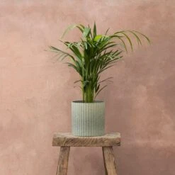 Stone Ribbed Speckle Plant Pot - Green 6 Stone Ribbed Speckle Plant Pot - Green -Herbalife Shop pr2000047905 card2 lg