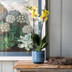 Reactive Glaze Plant Pot - Blue -Herbalife Shop pr2000047907 card2 lg