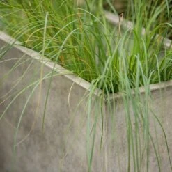 Rectangular Terrace Planter - Weathered Cream -Herbalife Shop pr2000048714 card6 lg