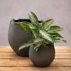 Round Glazed Ombre Plant Pot - Dark Grey -Herbalife Shop pr2000049042