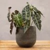 Textured Rustic Terracotta Plant Pot - Dark Brown -Herbalife Shop pr2000049044