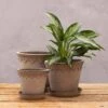 Scalloped Tapered Plant Pot With Saucer - Grey Terracotta -Herbalife Shop pr2000049049