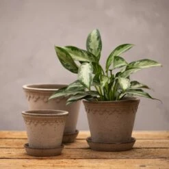 Scalloped Tapered Plant Pot With Saucer - Grey Terracotta -Herbalife Shop pr2000049049 card3 lg