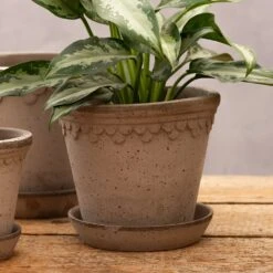 Scalloped Tapered Plant Pot With Saucer - Grey Terracotta -Herbalife Shop pr2000049049 card4 lg