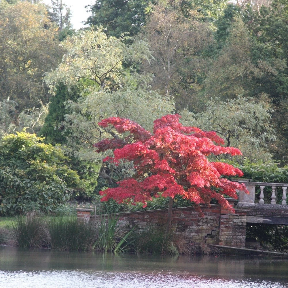 Acer Palmatum 'Atropurpureum' 4 Acer Palmatum 'Atropurpureum' - Image 2