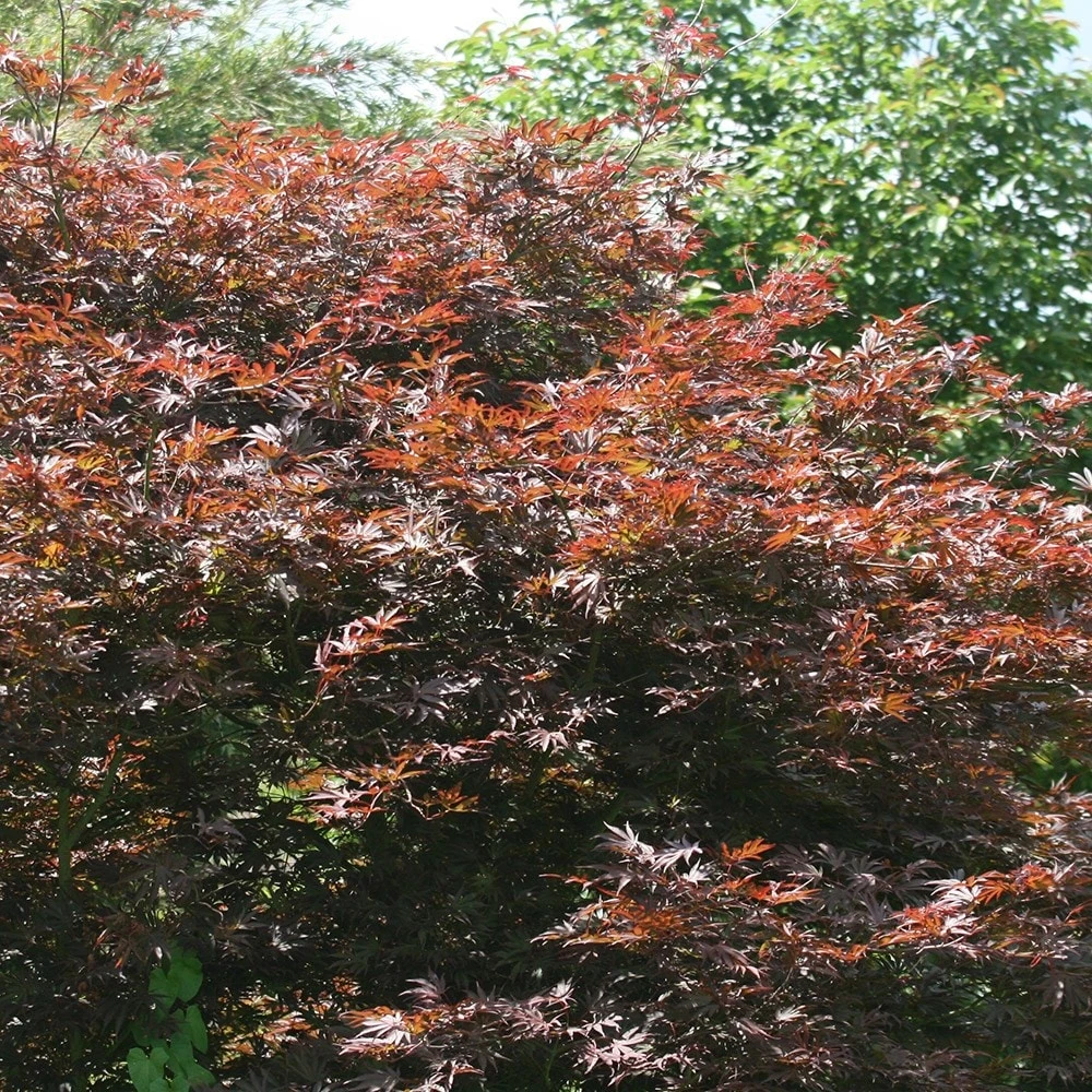 Acer Palmatum 'Atropurpureum' 5 Acer Palmatum 'Atropurpureum' - Image 3