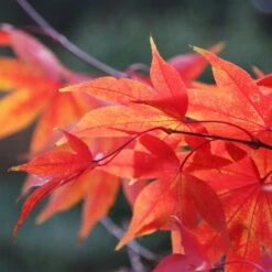 Acer Palmatum 'Osakazuki'