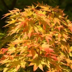Acer Palmatum 'Sango-kaku'
