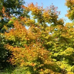Acer Palmatum 'Sango-kaku' 12 Acer Palmatum 'Sango-kaku' -Herbalife Shop tr0000000110 card4 lg