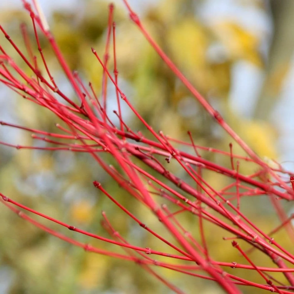 Acer Palmatum 'Sango-kaku' 8 Acer Palmatum 'Sango-kaku' - Image 6