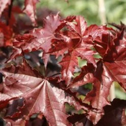 Acer Platanoides 'Crimson King' -Herbalife Shop tr0000000124 card3 lg