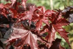 Acer Platanoides 'Crimson King' -Herbalife Shop tr0000000124 card4 lg